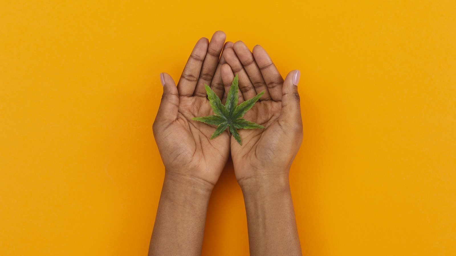 Featured image for “Keepers of the Land: The BIPOC History of Cannabis”